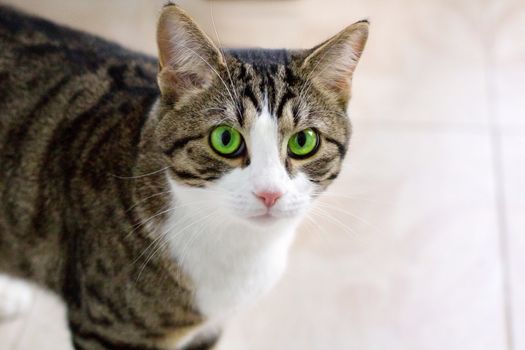 Domestic cat with bright green eyes watches cautiously and intently