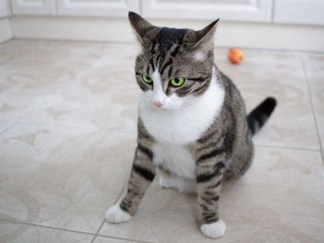 Domestic pet cat with bright green eyes sits on floor posing