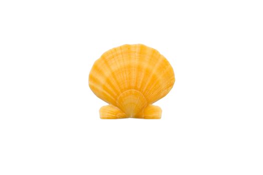 Marine life: light bright yellow orange round pearl seashell close-up on white background