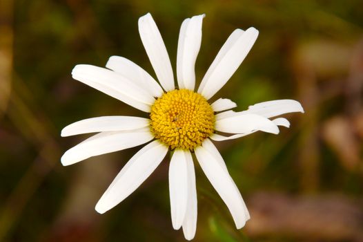 White chamomile closeup. Flower isolated from dark blurred background.