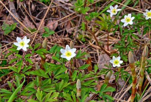 Wood anemones growing on the field by the forest in spring.