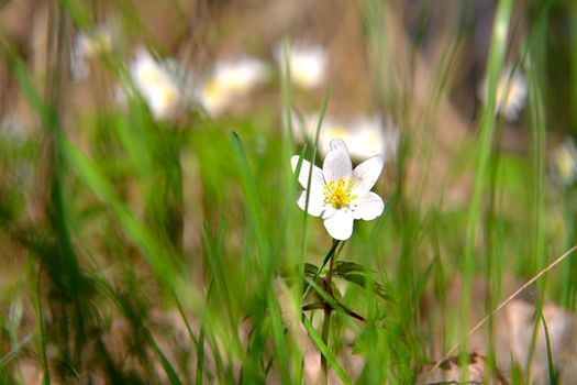 One white flower stand out between others and fresh green grass. Background and foreground blurred.