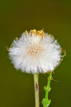 Dandelion growing seeds after blooming. Close photo of fluffy dandelion on dark green background