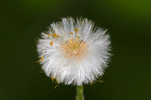 Closeup photo of fluffy ball of dandelion seeds.