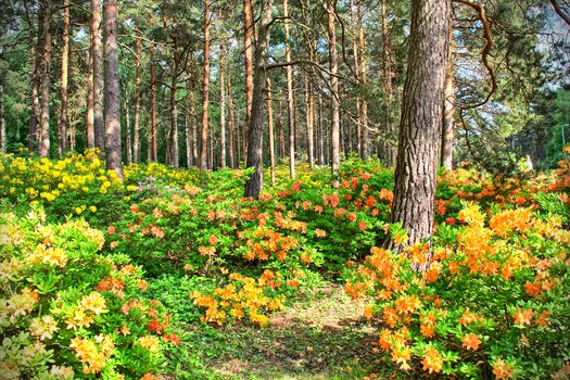 Whole pine forest filled with blooming colorful flowers.