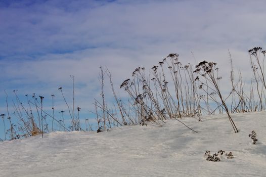 Long dry grass reaching out from deep snow on the hill.