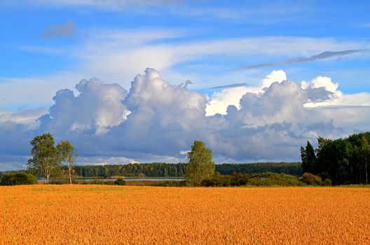 Golden crop field under the blue stormy autumn sky in Finland.