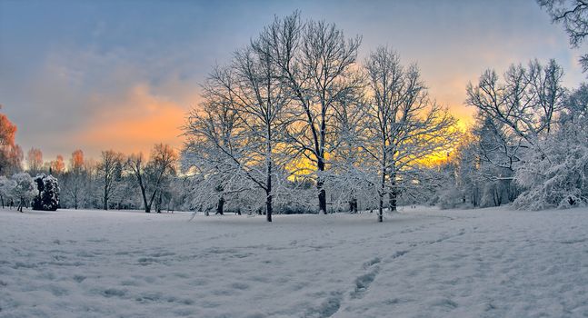 A beautiful winter sunset with trees covered in white snow and the sky turned yellow.