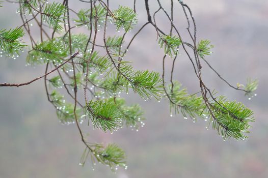 Small evergreen branches carrying water drops in the early morning after foggy night. Branches isolated from blurred background.