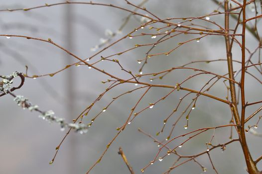 Water condensate on a branches in the early morning after cool and misty night.