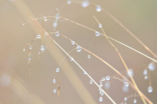 Water drops condensate on long dry grass on a cold foggy morning.