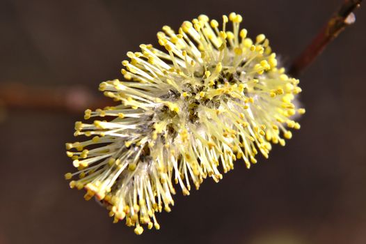 Closeup of flower of willow. Willows blooming in spring after easter when weather gets warmer.