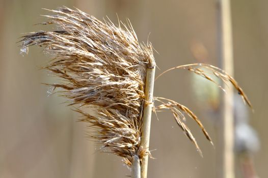 Fluffy hay isolated from blurred background.