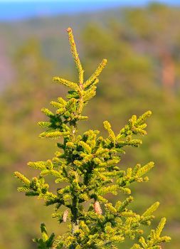 A top of evergreen tree with some cones hanging. Blurred green background.