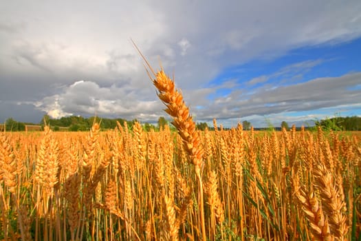 Wide angle photo of golden crop field under the stormy sky in late summer.