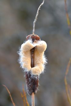 Typha bulrush or cattail spreading its seeds in spring