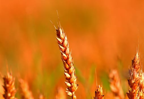 Golden crop field ready for making bread.