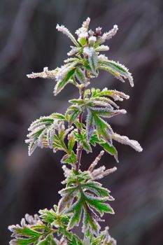 Frozen nature. Autumn is here and the winter is arriving. Living plants and trees are frozen.