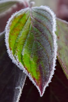 Colorful green and red leave frozen from the edges during cold night