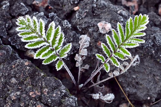 Two beautiful green leaves frozen at first cold night after warm summer. Green plants continue growing after warm morning sun melts them.