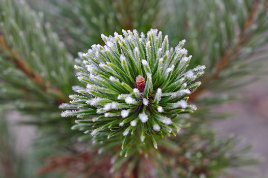 Frozen branch of a young evergreen christmas tree.