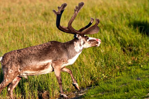 Reindeer with big antlers and red nose chilling on the field in evening sun. Photo of male reindeer with green grass on background.
