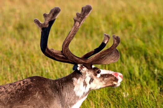 A reindeer eating grass in Lapland, Finland