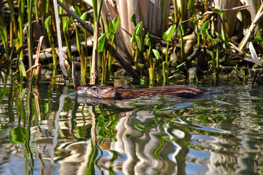 Muskrat swimming on water, head and top half of the body above surface. Photo taken in spring, fresh leaves and plants on the background.