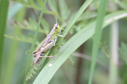 Big green grasshopper hiding on green grass.