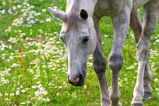 A white horse portrait with fresh green grass and white flowers.