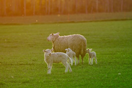 A family of sheeps enjoying evening sun on the green field. Mother sheep with two very young sheeps and one bigger baby sheep.