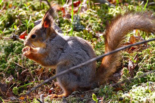 A squirrel sitting in the forest eating breakfast.