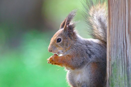 Closeup of cute squirrel with fluffy tail enjoying the meal.