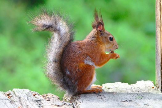 A lucky squirrel enjoying the meal on the edge of terrace.