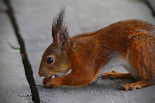 Close photo of a hungry squirrel trying to get two nuts at same time