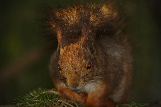 Closeup of a cute furry squirrel with red eyes sitting on the branch.