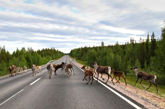 Fearless reindeer family walking and jumping around in the middle of the road in Lapland.