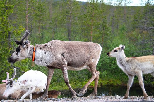 Mother reindeer with her child walking around the forest.