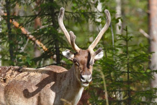 Portrait of a cute reindeer with nice horns looking straight into the camera while eating grass.