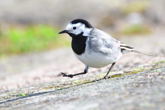 White wagtail walking around on first sunny day.