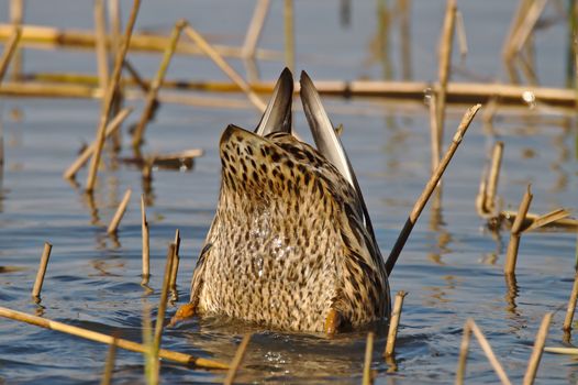 Diving Duck. A female Mallard diving on low water to look for food. Floating on water with only rear half of the body visible on surface, head under water.