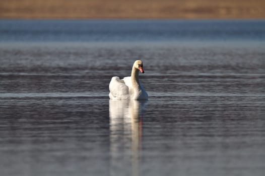 White gorgeous Mute Swan swimming alone on the silent water surface.