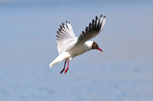 White seabird in flight. Wings spread and ready to land moment freeze frame