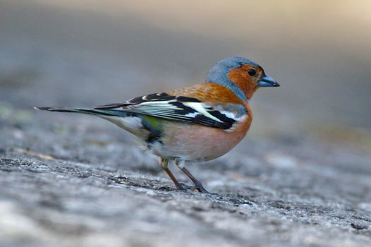 Colorful small bird with blue head, red body and black&white wings on the rock.