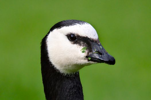 A portrait of a canadian goose just finished eating, face still covered with grass.