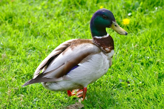 Male mallard duck walking around the lawn looking for food.