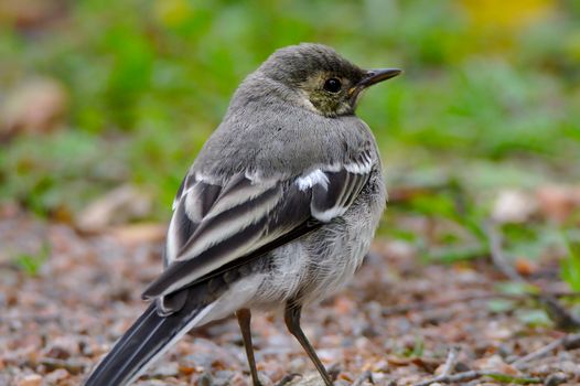 Cute small bird jumping around in the garden.