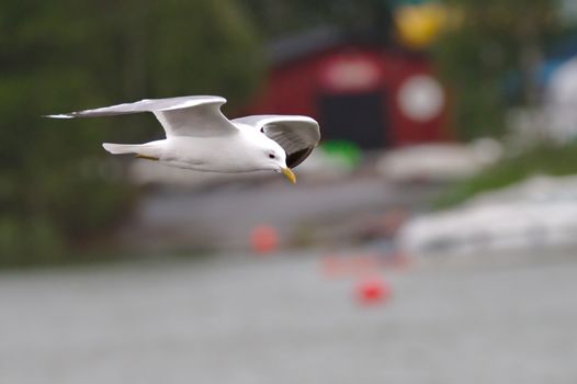 A flying seagull looking for food from the sea.