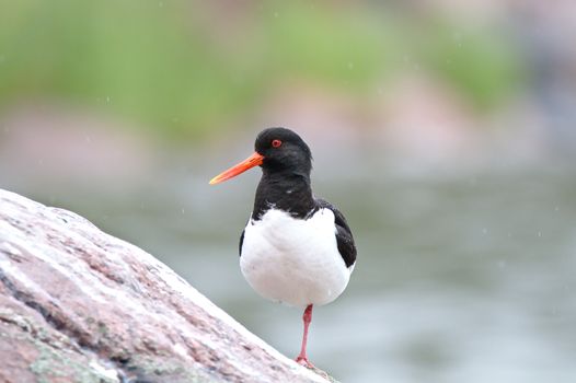 One legged Eurasian oystercatcher still keeping balance on the rock.