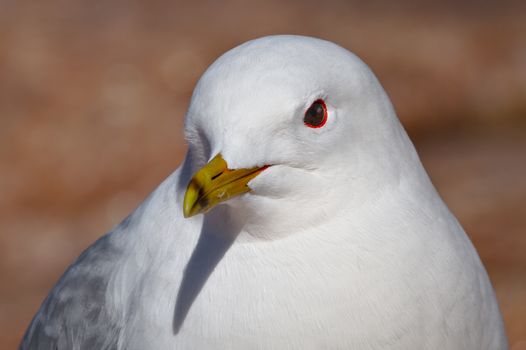 A white gull closeup portrait. Red circle around dark eye.